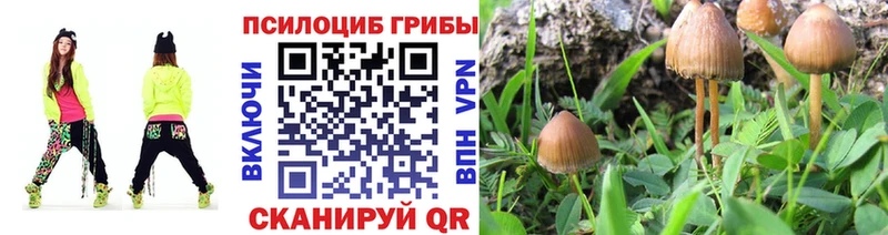Псилоцибиновые грибы Psilocybine cubensis  Старая Купавна 